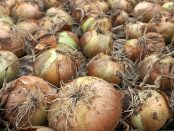 Dry Onion Market