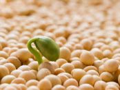 soy protein industry