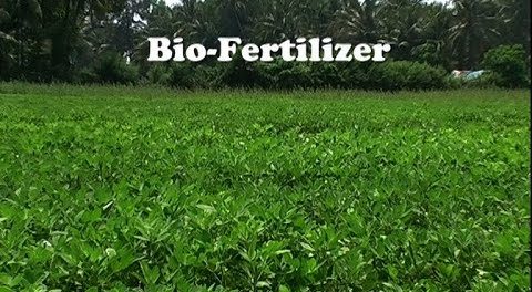 global-bio-fertilizer-market-outlook