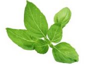 Basil Extracts Market