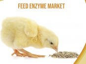Feed Enzyme Market