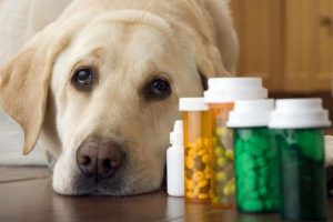 Pet Dietary Supplement Market