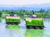 Rice Transplanter Market