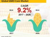 gmo-corn-market