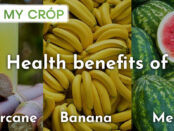 Health benefits of Sugarcane, Bananas and Melons