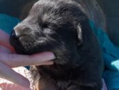 german shepherd puppies