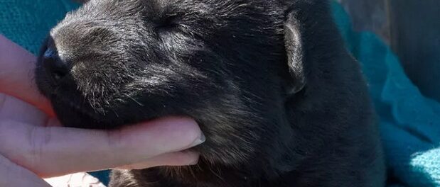 german shepherd puppies