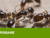 ant control Brisbane