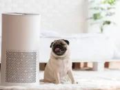 Explores the Effectiveness of Air Purifiers for Respiratory Conditions like Asthma- Kuppar