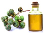 Castor Oil Industry