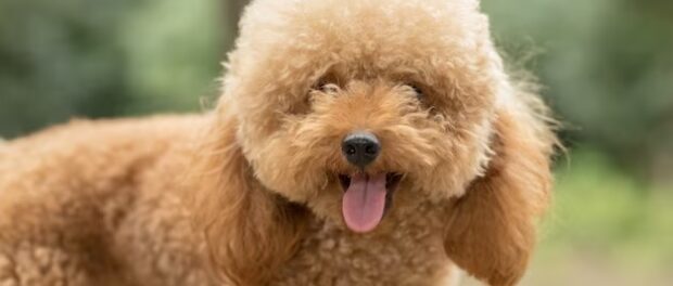 Cavapoo puppies for adoption