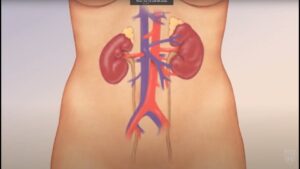 Renal Function Test Market