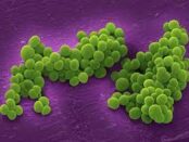 Methicillin-resistant Staphylococcus Aureus (MRSA) Drugs