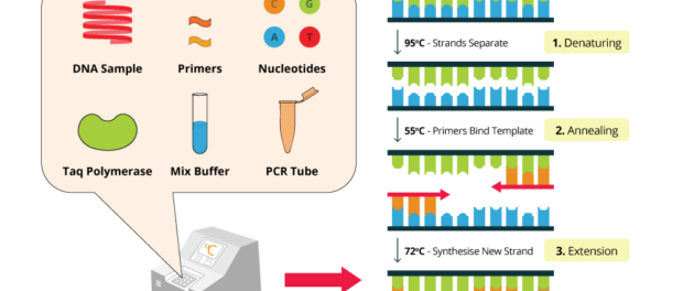 Polymerase Chain Reaction