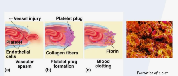 Hemostasis Diagnostics