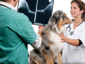 Veterinary Radiography System
