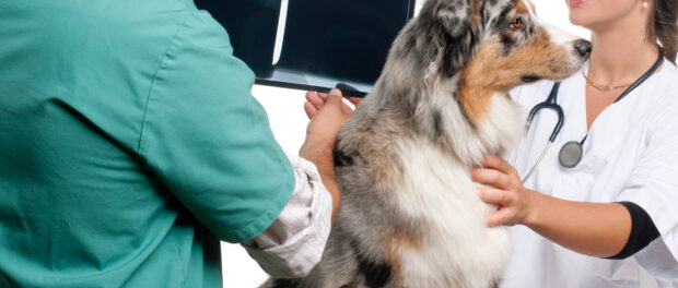 Veterinary Radiography System