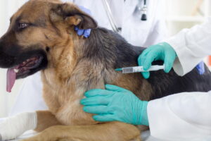 Veterinary Vaccines Market