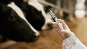 Global Live Stock Vaccine Industry