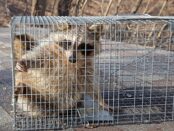 Wildlife Control Services