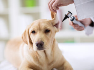 Global Veterinary Dermatology Industry