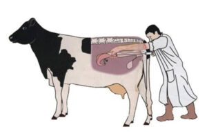 Animal Artificial Insemination Market