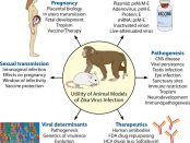 ZIKA Virus Animal Model