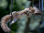 Critter Removal in Norwalk
