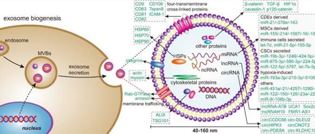 Exosome Labeling & Purification