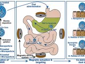 Magnetic Sodium Alginate Hydrogel Particles