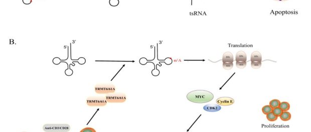 tRNA Modification