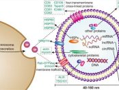 Exosome Modification