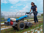 Bertolini two-wheel tractor soil bed prep.