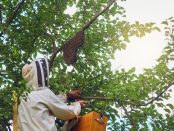 Mud Wasp Nest Removal in Katy, TX