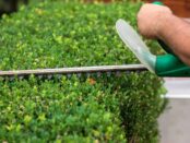 tree services in Dublin