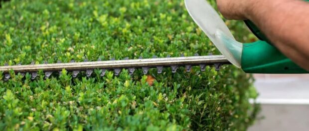 tree services in Dublin