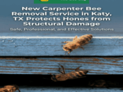 Carpenter Bee Removal