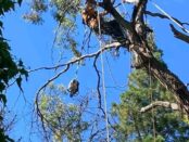 tree felling cape town