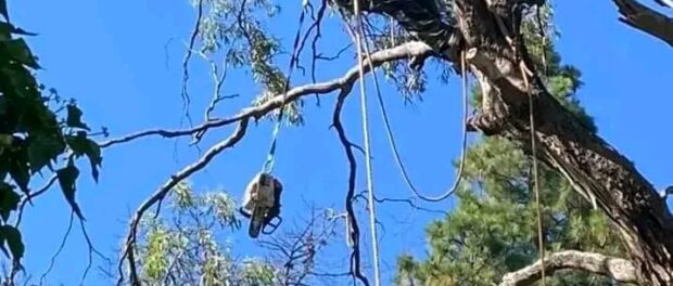 tree felling cape town