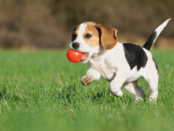 pet grooming services