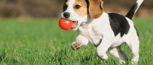pet grooming services